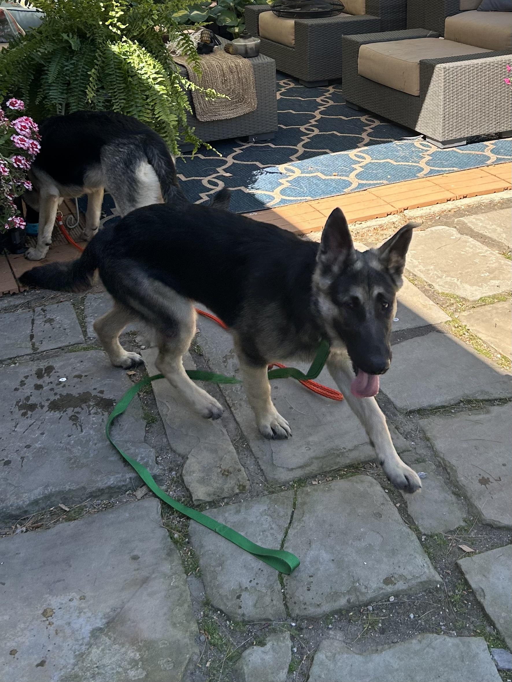 Enlarge SEBASTIAN, an adopted German Shepherd Dog in Rossford, OH image 3/5