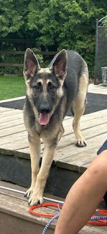 Enlarge SEBASTIAN, an adopted German Shepherd Dog in Rossford, OH image 4/5