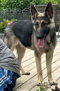 SEBASTIAN, adopted, Young Male German Shepherd Dog.