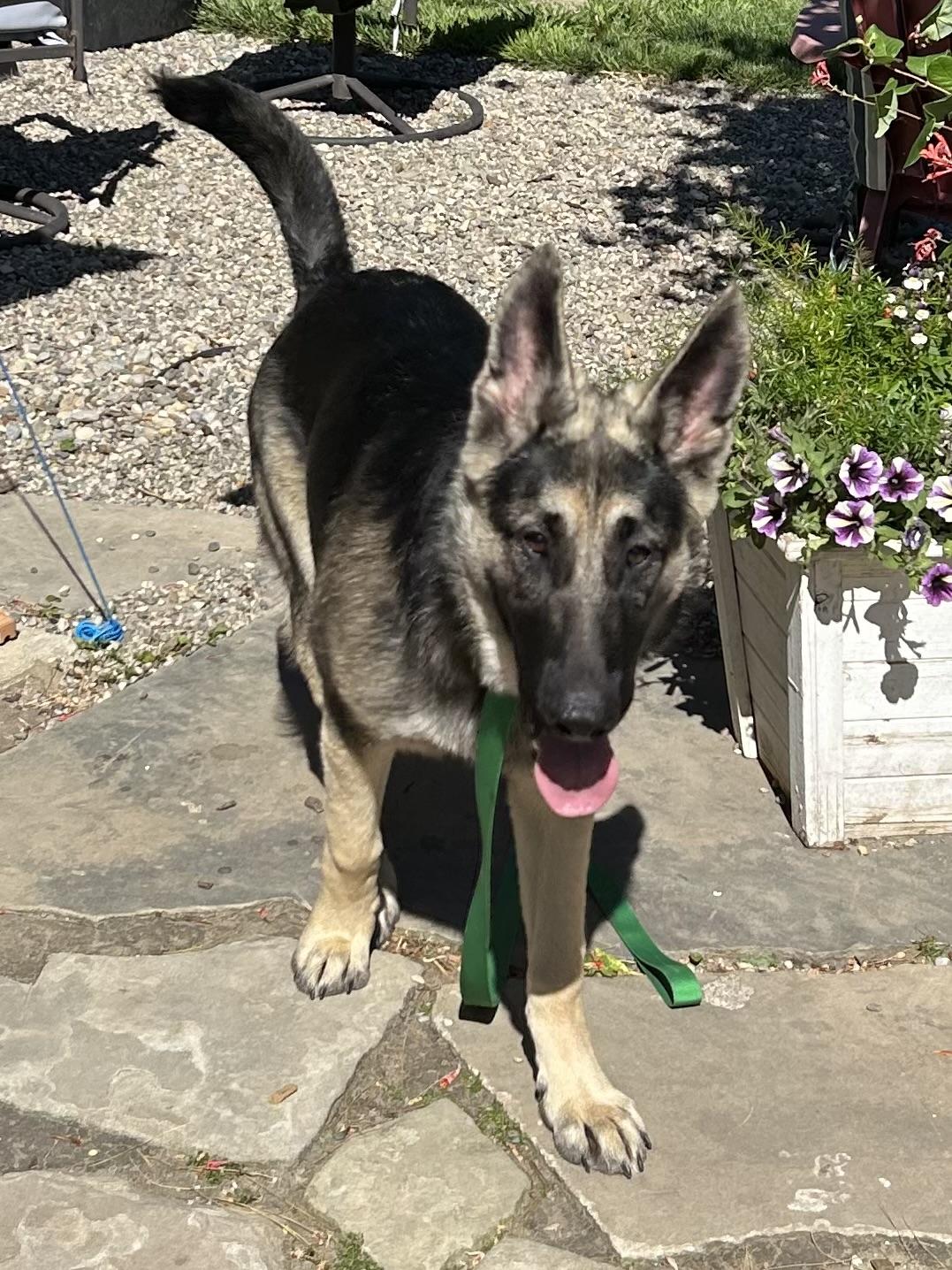 Enlarge SEBASTIAN, an adopted German Shepherd Dog in Rossford, OH image 2/5