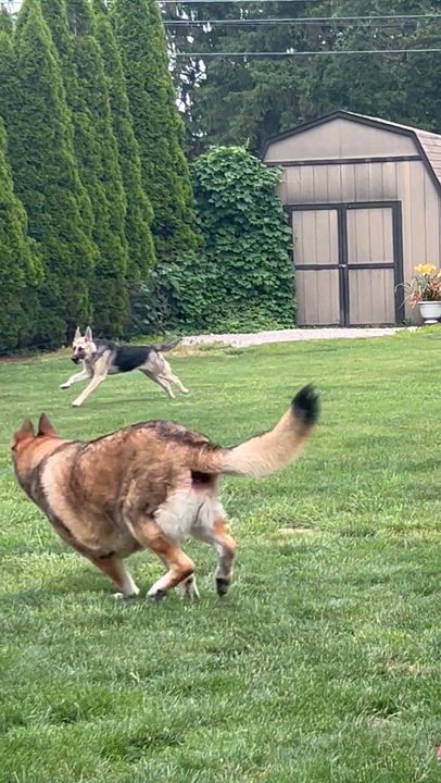 Enlarge SEBASTIAN, an adopted German Shepherd Dog in Rossford, OH video 5/5