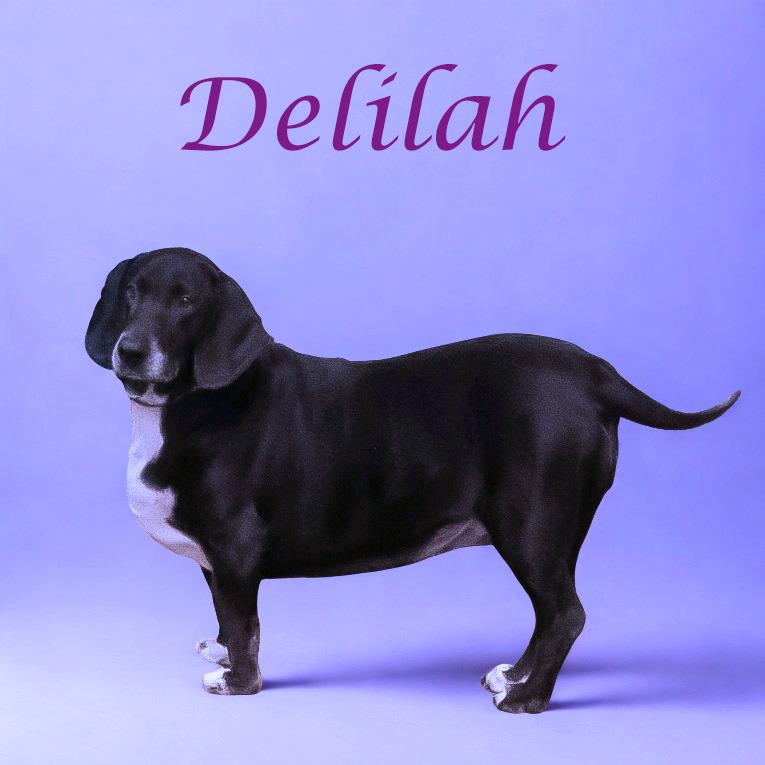 Delilah D25-191, a Adoptable mixed breed in Lebanon, TN image 2/6