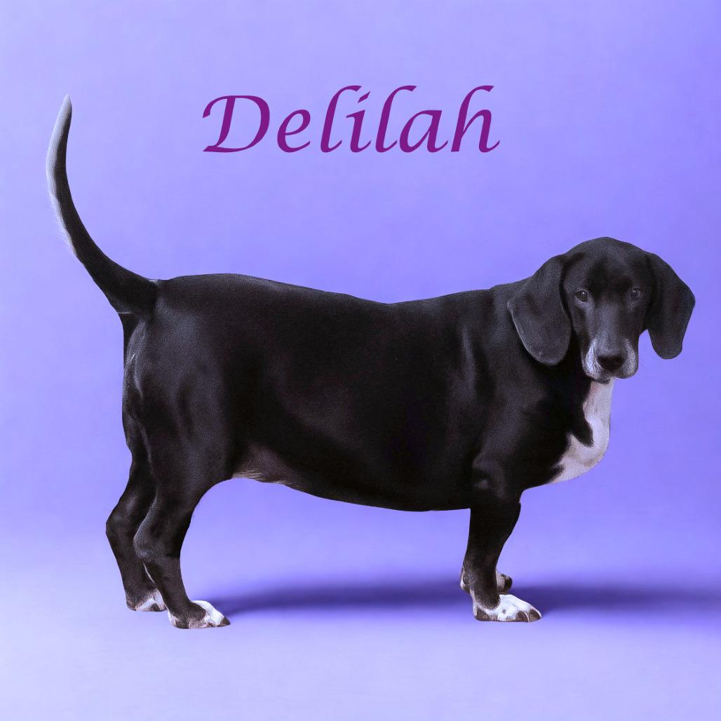Delilah D25-191, a Adoptable mixed breed in Lebanon, TN image 3/6