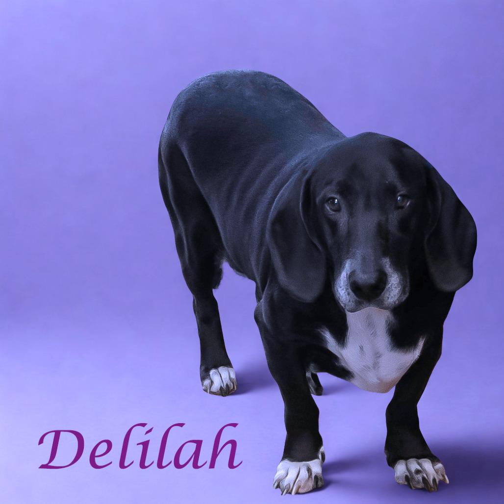 Delilah D25-191, a Adoptable mixed breed in Lebanon, TN image 4/6
