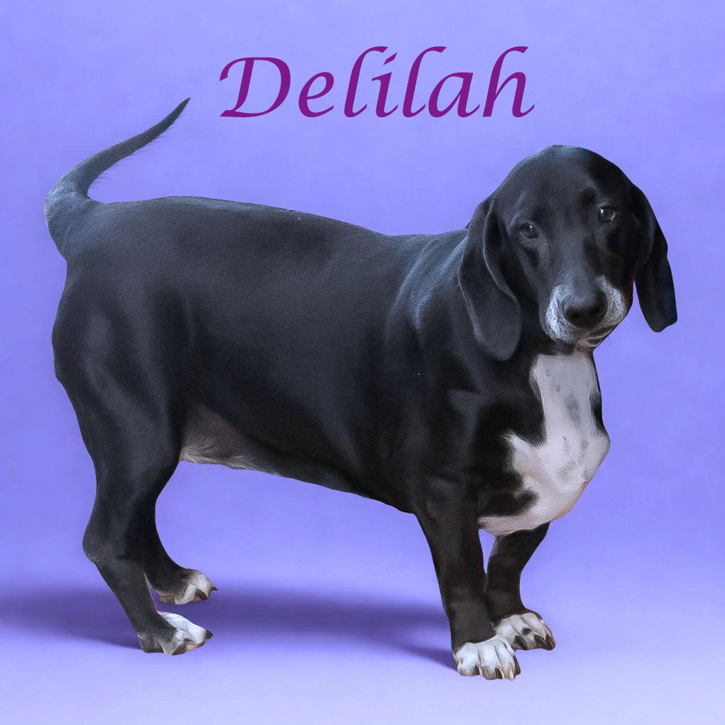 Delilah D25-191, a Adoptable mixed breed in Lebanon, TN image 6/6
