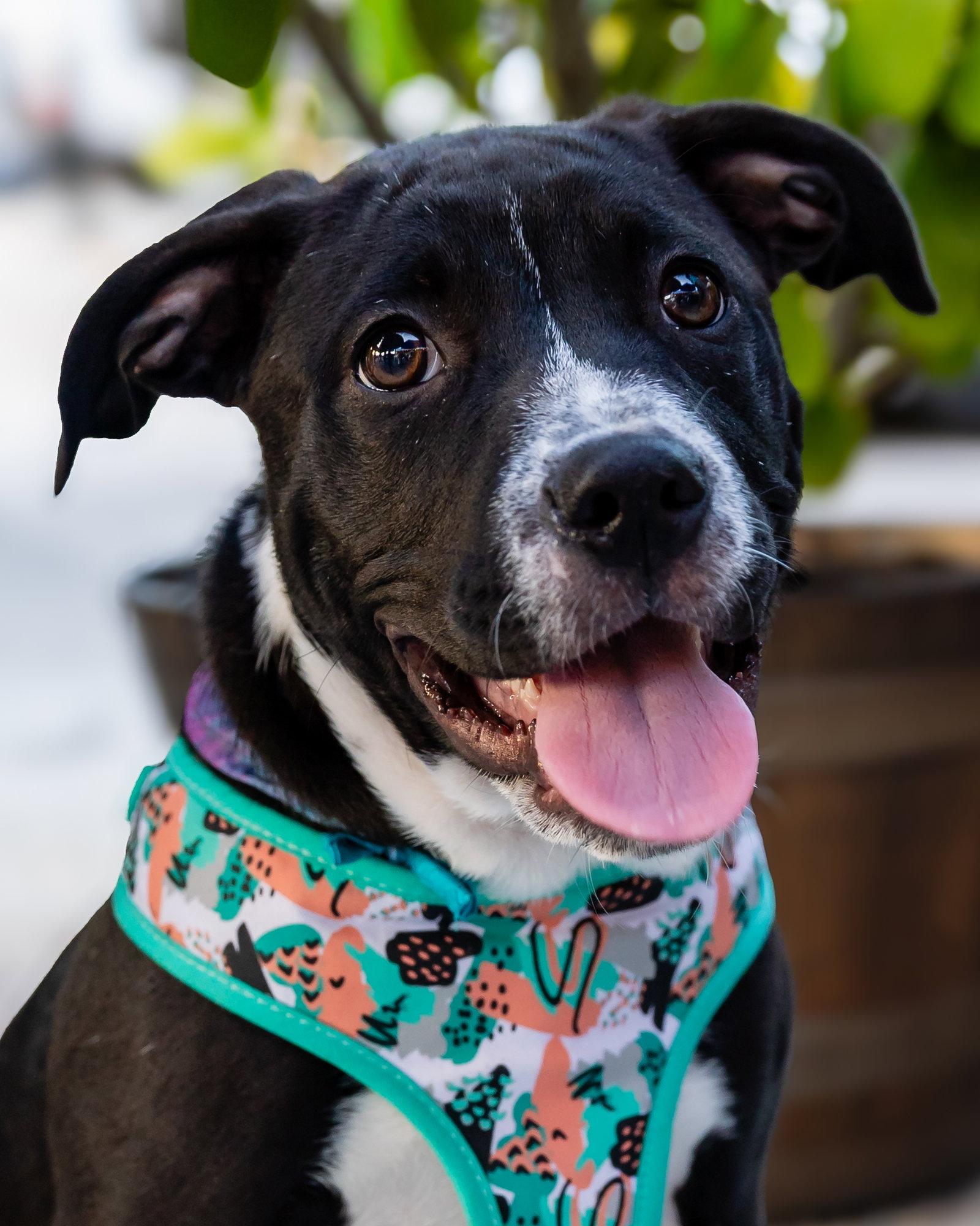 Ballerina, Adoptable, Puppy Female Pit Bull Terrier & American Bulldog.