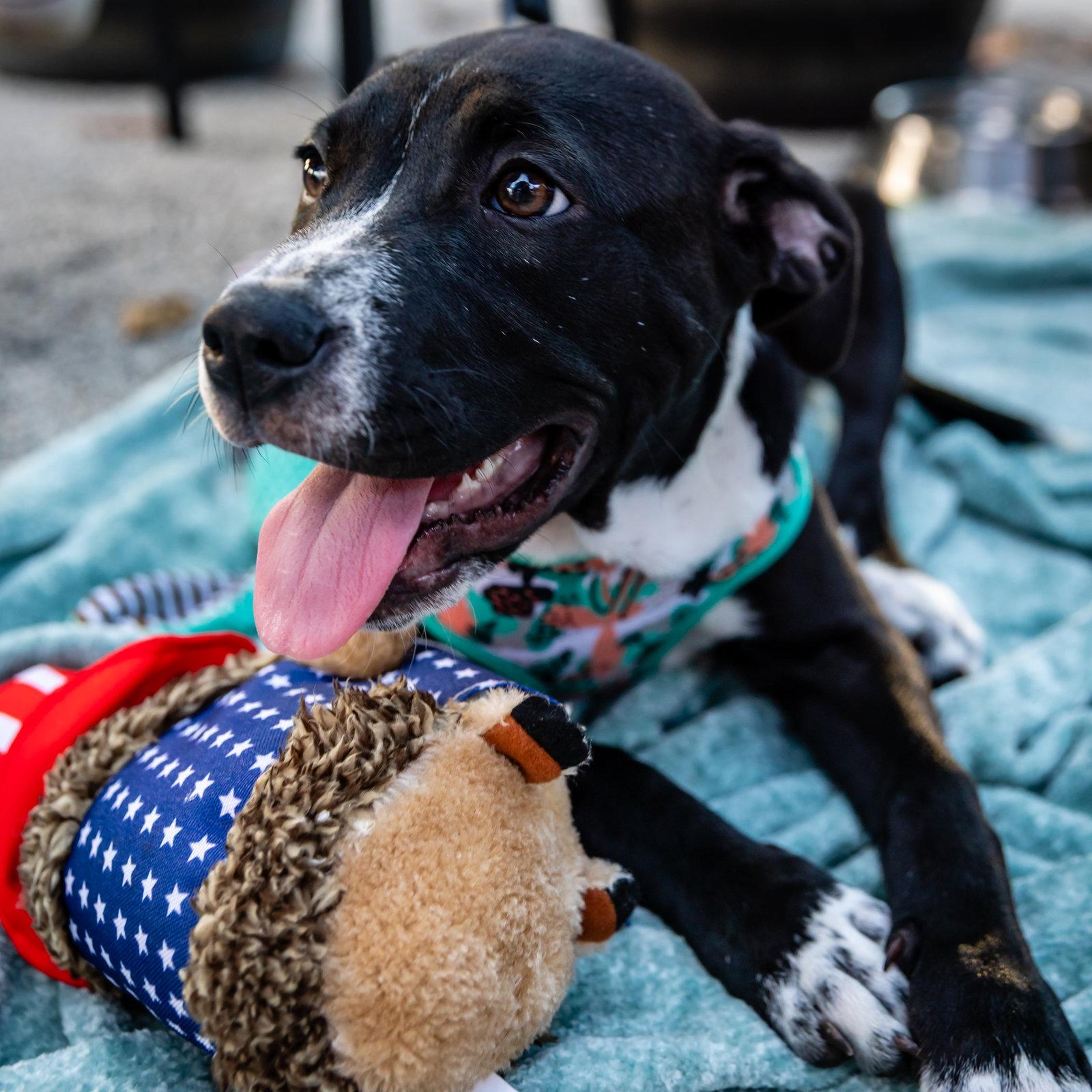 Ballerina, a Adoptable mixed breed in Lighthouse Point, FL image 2/3