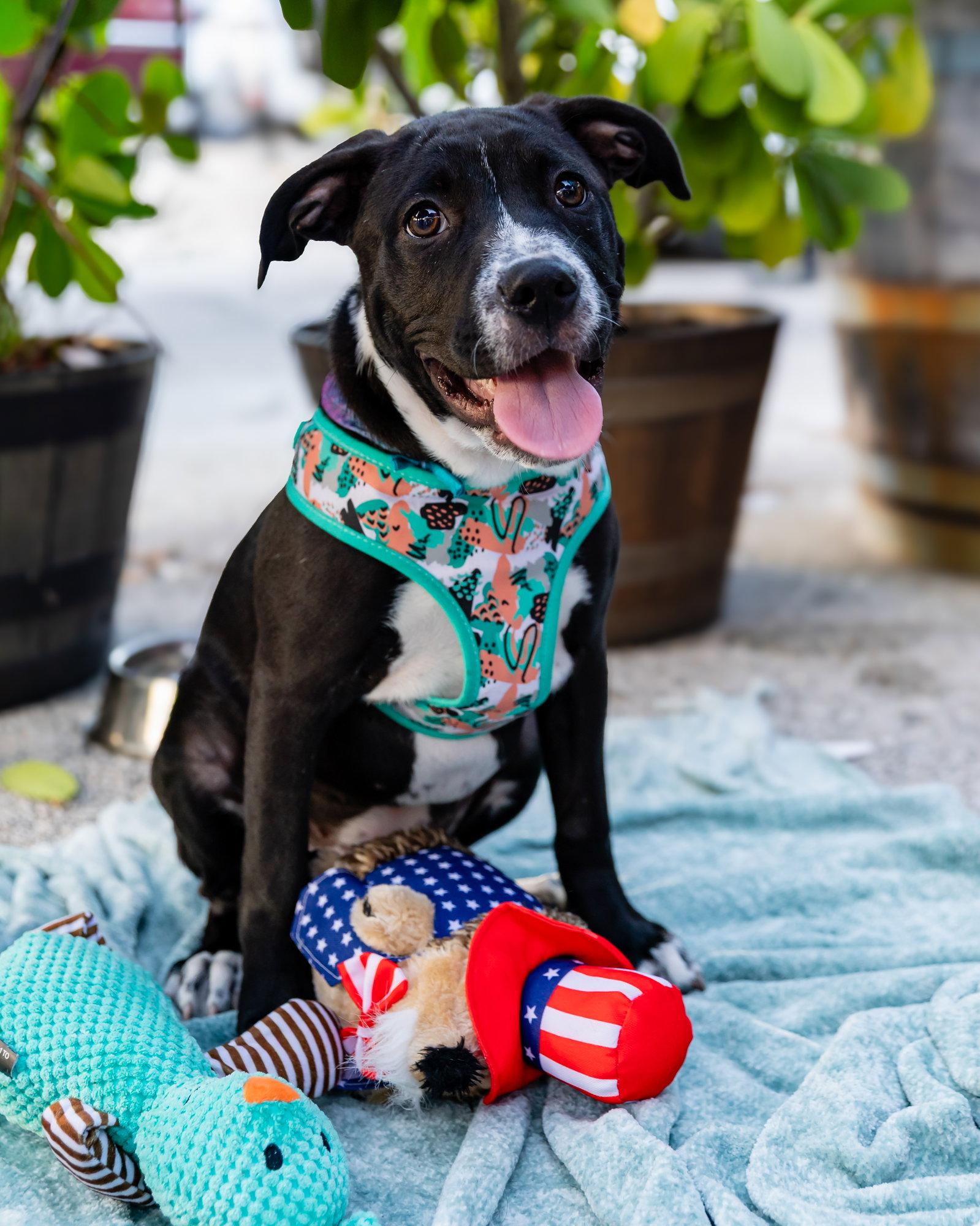 Ballerina, a Adoptable mixed breed in Lighthouse Point, FL image 3/3