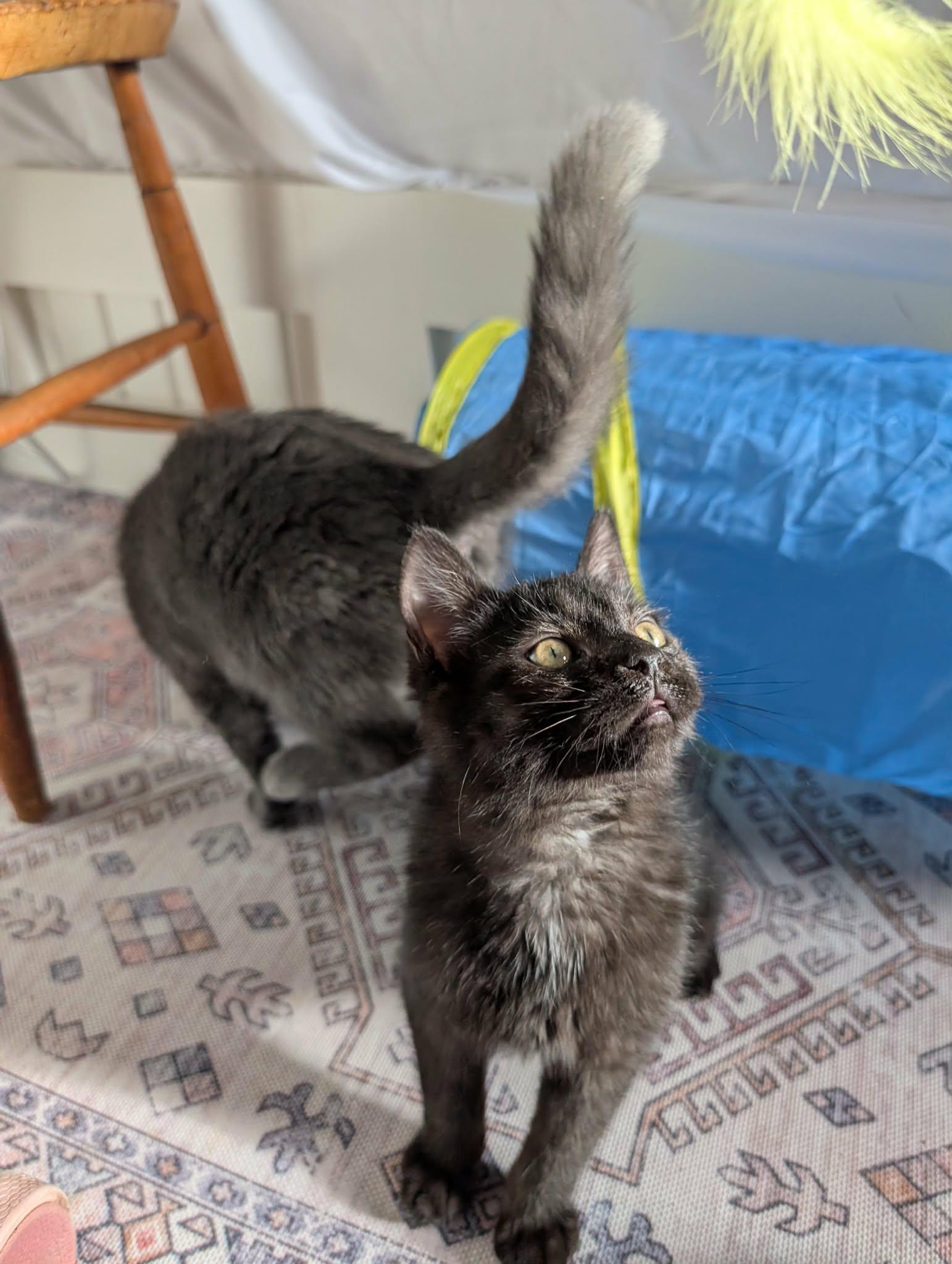 Enlarge Chataigne (needs a cat friend), a Adoptable Domestic Short Hair in Montreal, QC image 3/5