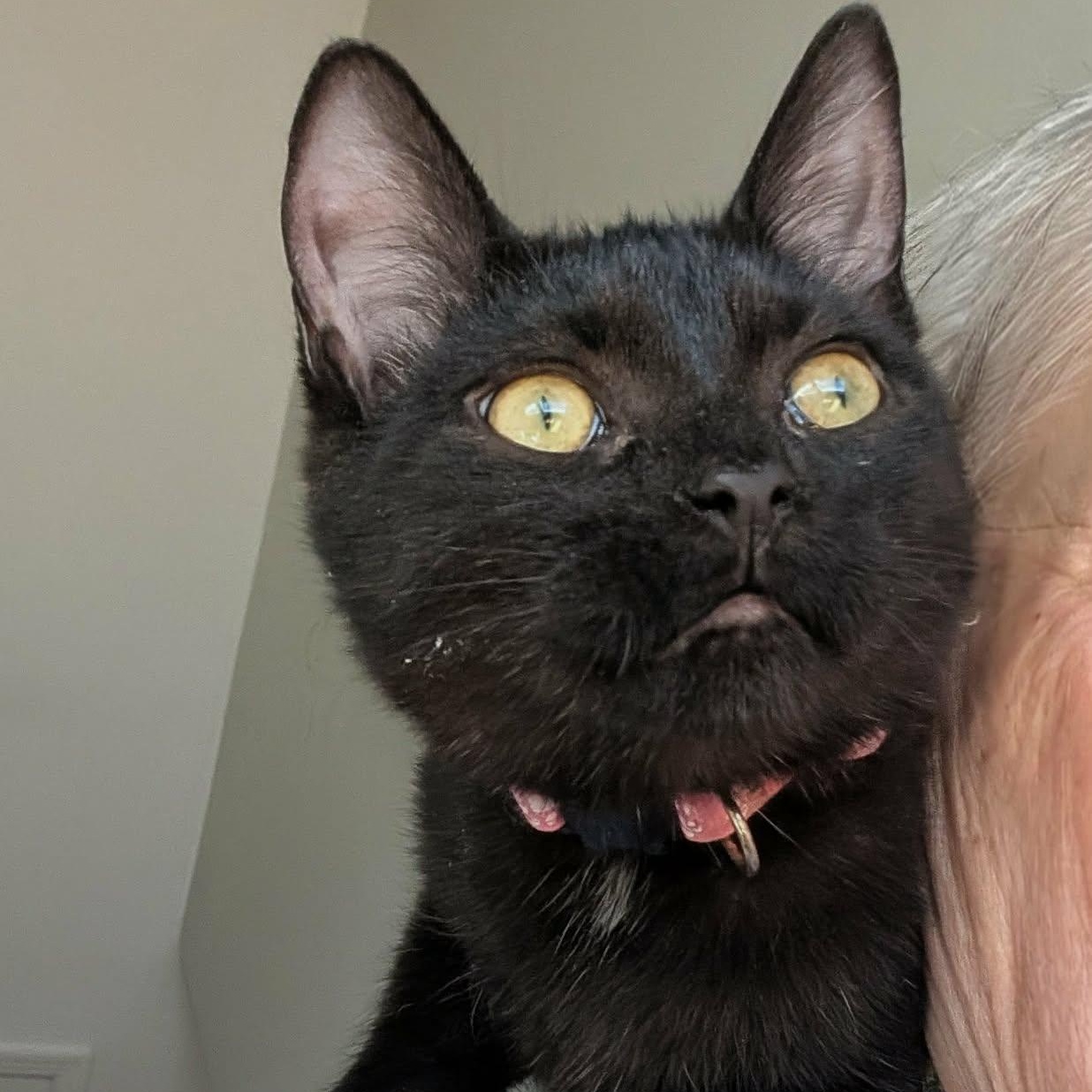 Enlarge Chataigne (needs a cat friend), a Adoptable Domestic Short Hair in Montreal, QC image 1/6