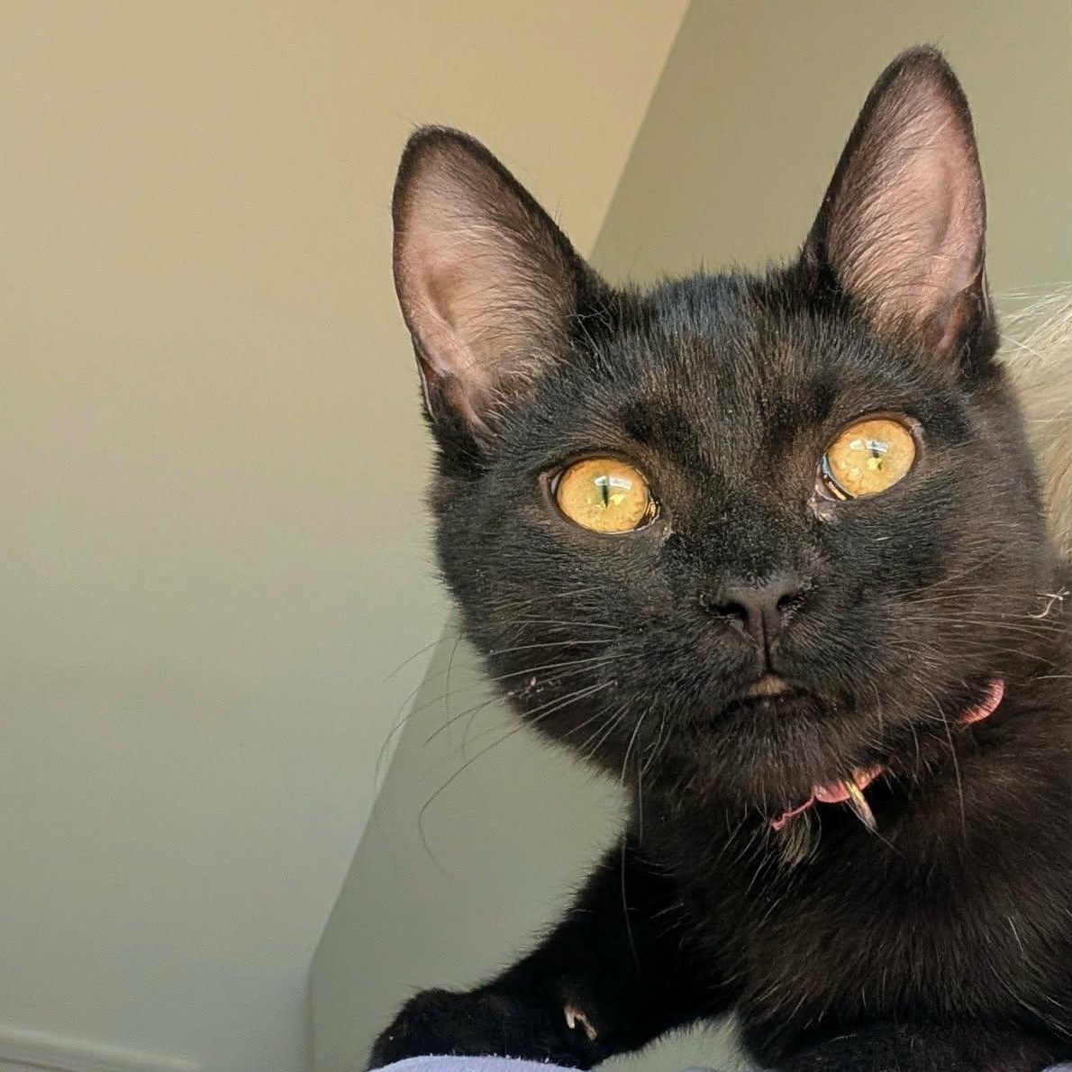 Enlarge Chataigne (needs a cat friend), a Adoptable Domestic Short Hair in Montreal, QC image 2/6