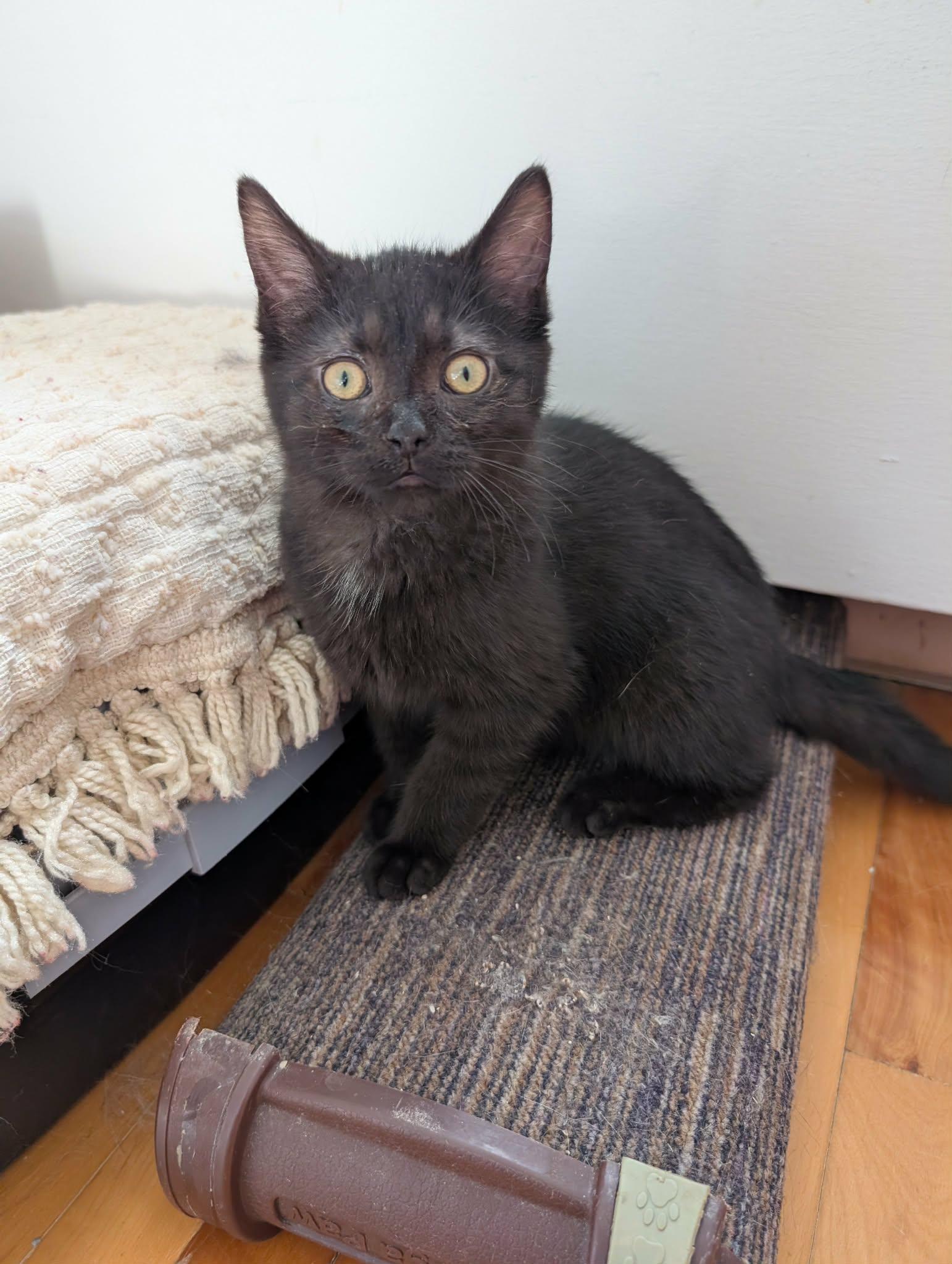 Chataigne (needs a cat friend), Adoptable, Kitten Female Domestic Short Hair.