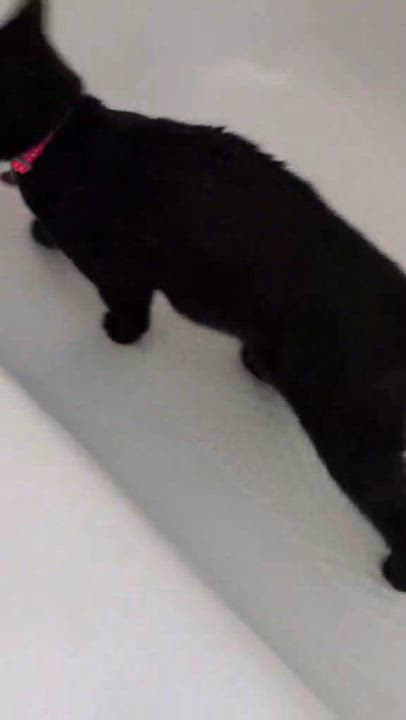 Enlarge Chataigne (needs a cat friend), a Adoptable Domestic Short Hair in Montreal, QC video 6/6