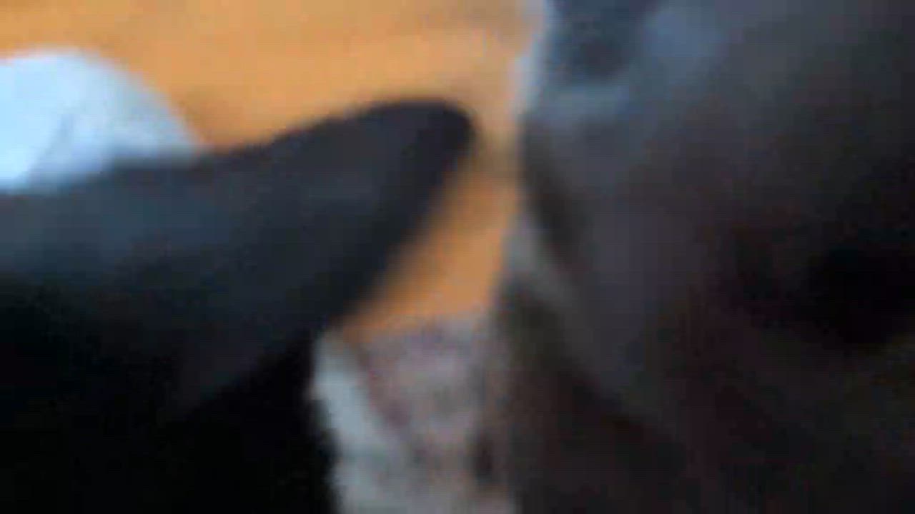 Enlarge Chataigne (needs a cat friend), a Adoptable Domestic Short Hair in Montreal, QC video 2/5