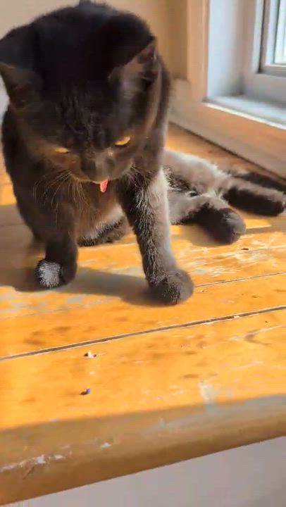 Enlarge Chataigne (needs a cat friend), a Adoptable Domestic Short Hair in Montreal, QC video 3/6