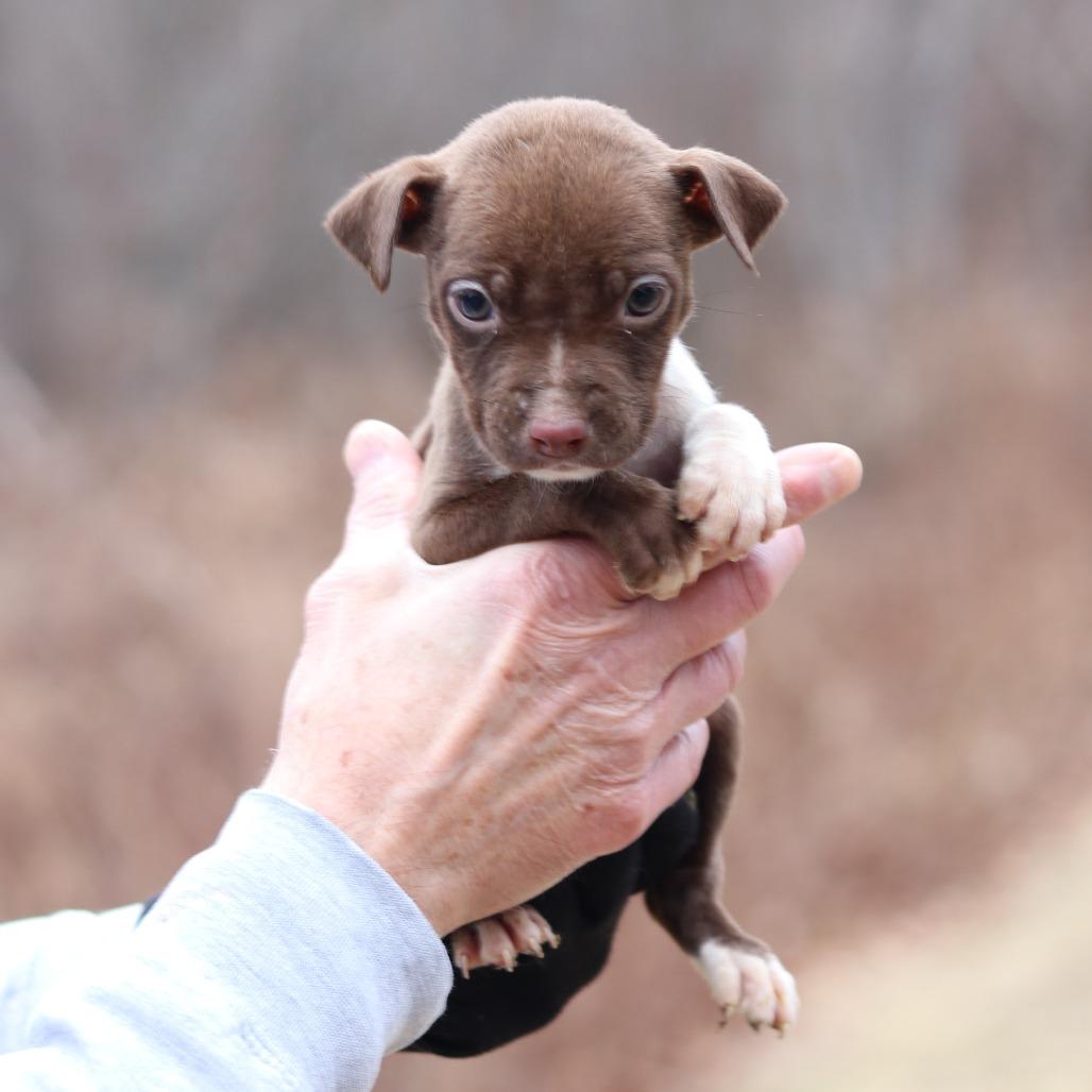 Enlarge CT Daisy avail Dec 27, a Adoptable mixed breed in Eastford, CT image 1/5