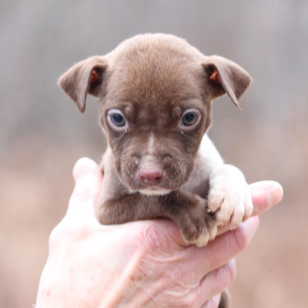 Enlarge CT Daisy avail Dec 27, a Adoptable mixed breed in Eastford, CT image 2/5