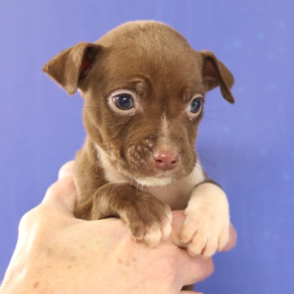 Enlarge CT Daisy avail Dec 27, a Adoptable mixed breed in Eastford, CT image 3/5