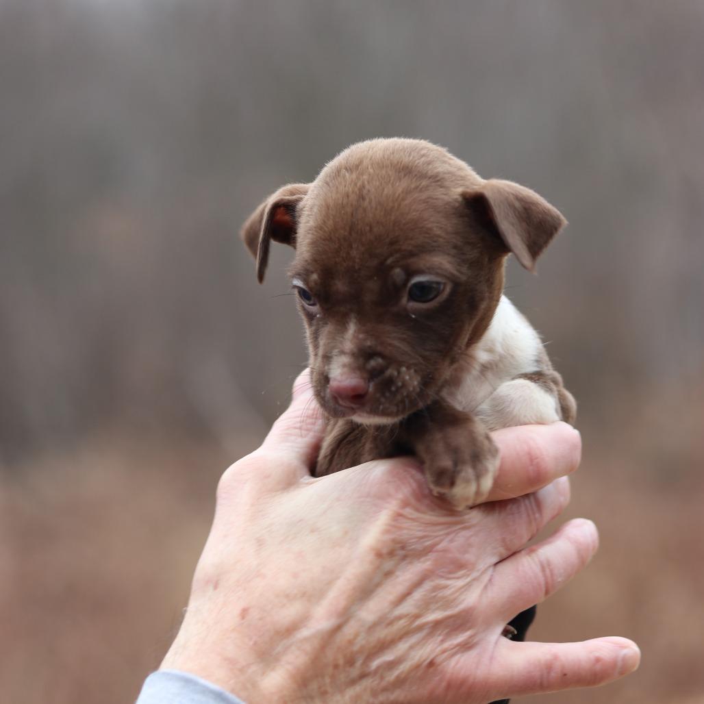 Enlarge CT Daisy avail Dec 27, a Adoptable mixed breed in Eastford, CT image 4/5