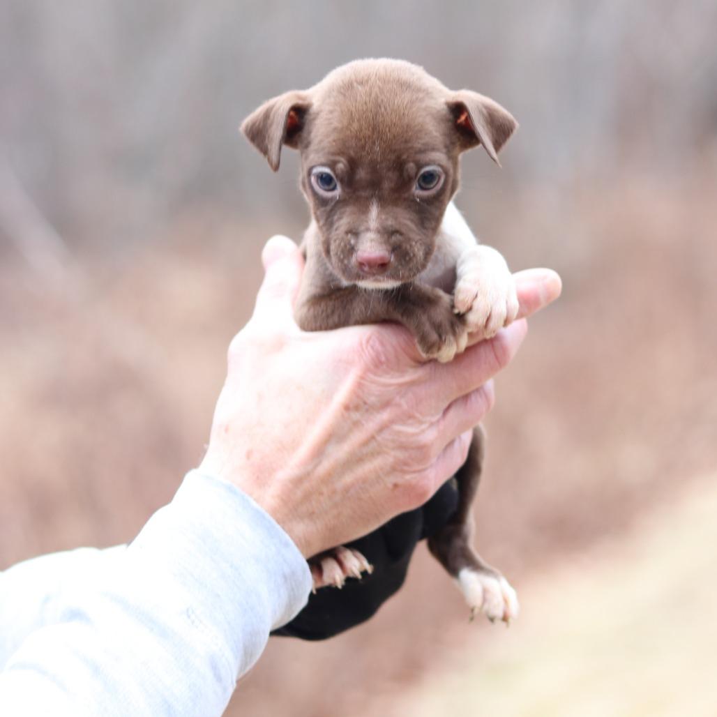 Enlarge CT Daisy avail Dec 27, a Adoptable mixed breed in Eastford, CT image 5/5