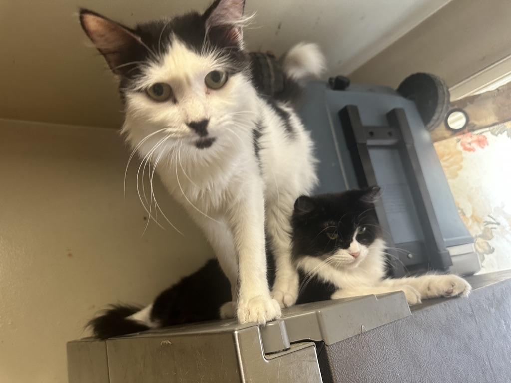 Enlarge Zinnia & Pansy, a Adoptable Domestic Medium Hair in Inglewood, CA image 1/3