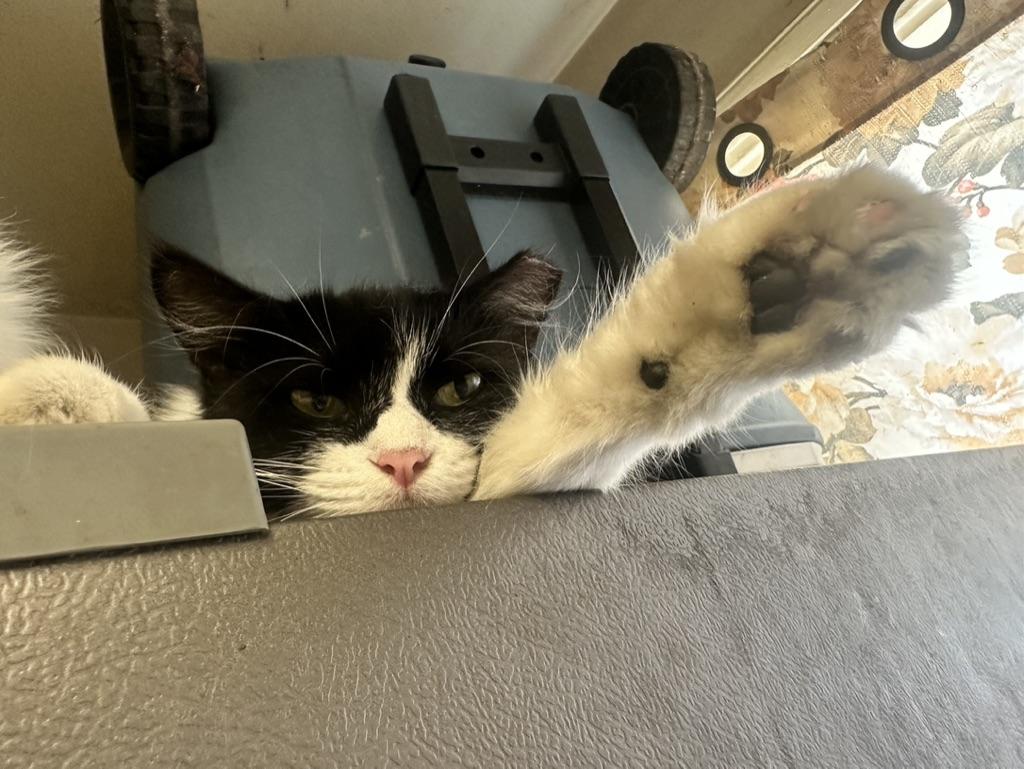 Enlarge Zinnia & Pansy, a Adoptable Domestic Medium Hair in Inglewood, CA image 2/3