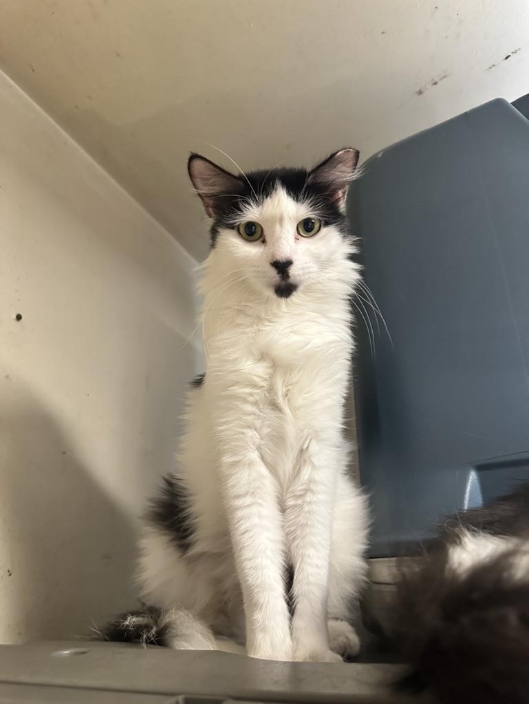 Enlarge Zinnia & Pansy, a Adoptable Domestic Medium Hair in Inglewood, CA image 3/3