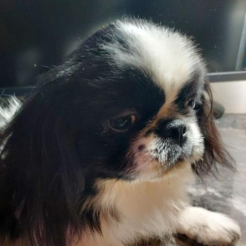 ARCHIE, a ADOPTABLE Pekingese in Trufant, MI image 4/4