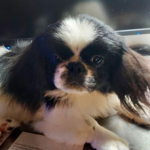 ARCHIE, a ADOPTABLE Pekingese in Trufant, MI image 3/4