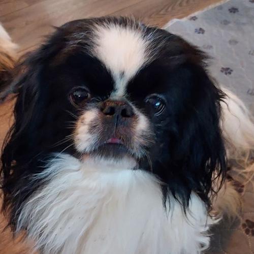 ARCHIE, a ADOPTABLE Pekingese in Trufant, MI image 1/4