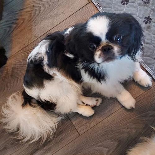 ARCHIE, a ADOPTABLE Pekingese in Trufant, MI image 2/4