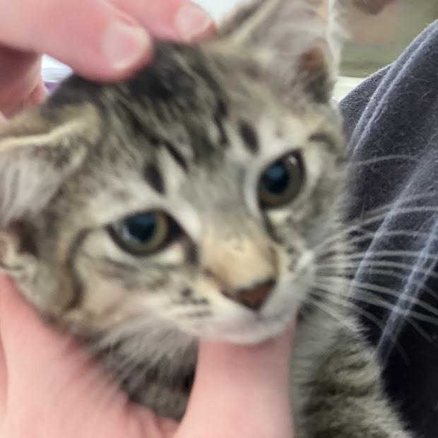 Cabbage in Oakton, VA, Adoptable, Kitten Female Domestic Short Hair.
