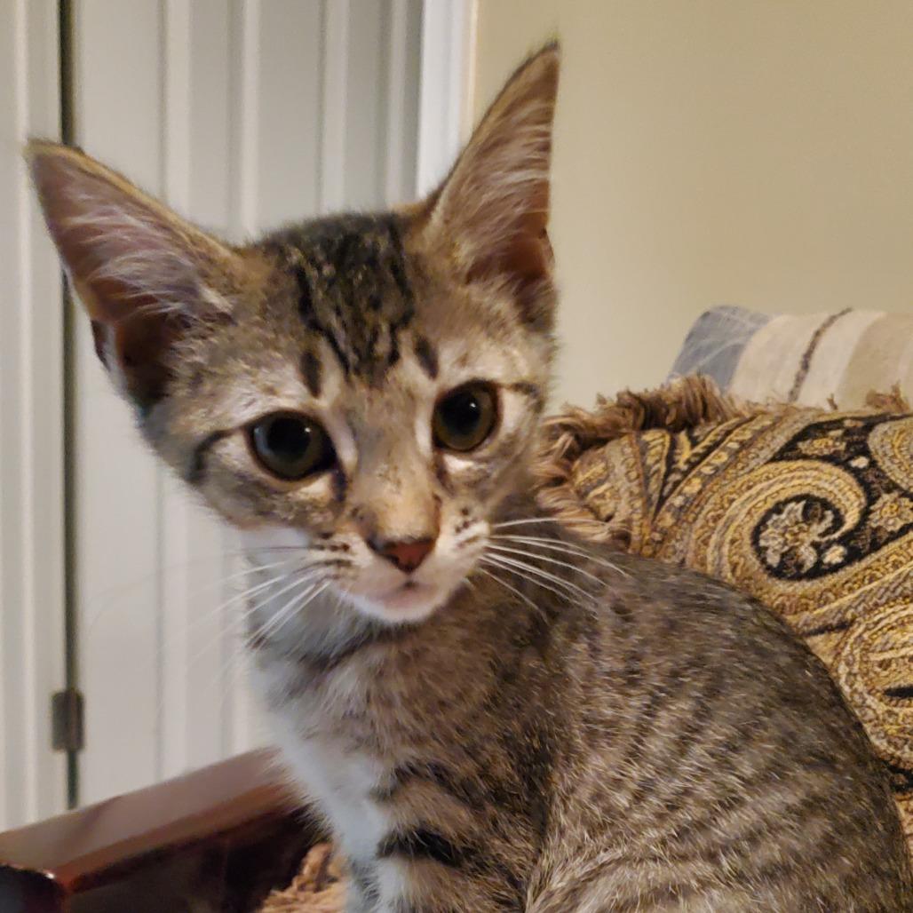 Enlarge Cabbage in Oakton, VA, a Adoptable Domestic Short Hair in Alexandria, VA image 2/6