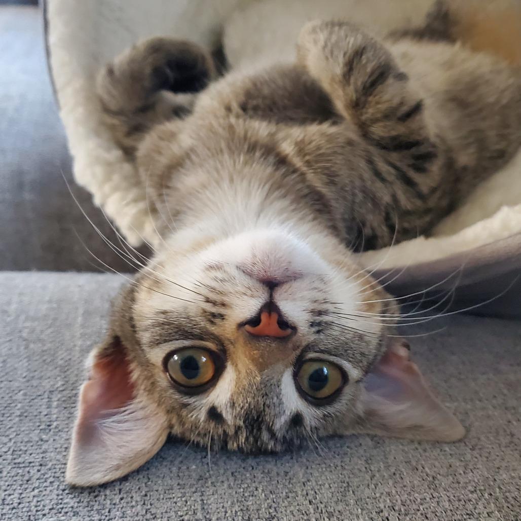 Enlarge Cabbage in Oakton, VA, a Adoptable Domestic Short Hair in Alexandria, VA image 3/6