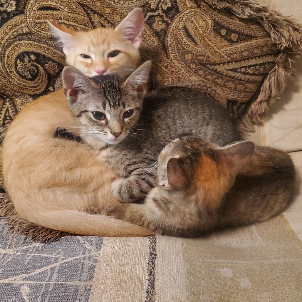 Enlarge Cabbage in Oakton, VA, a Adoptable Domestic Short Hair in Alexandria, VA image 4/6