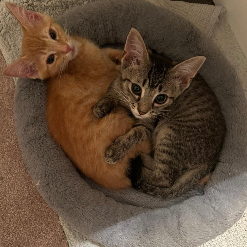 Enlarge Cabbage in Oakton, VA, a Adoptable Domestic Short Hair in Alexandria, VA image 5/6