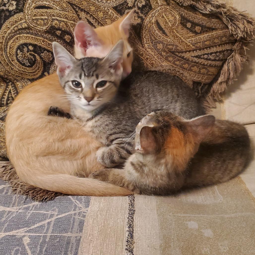 Enlarge Cabbage in Oakton, VA, a Adoptable Domestic Short Hair in Alexandria, VA image 6/6