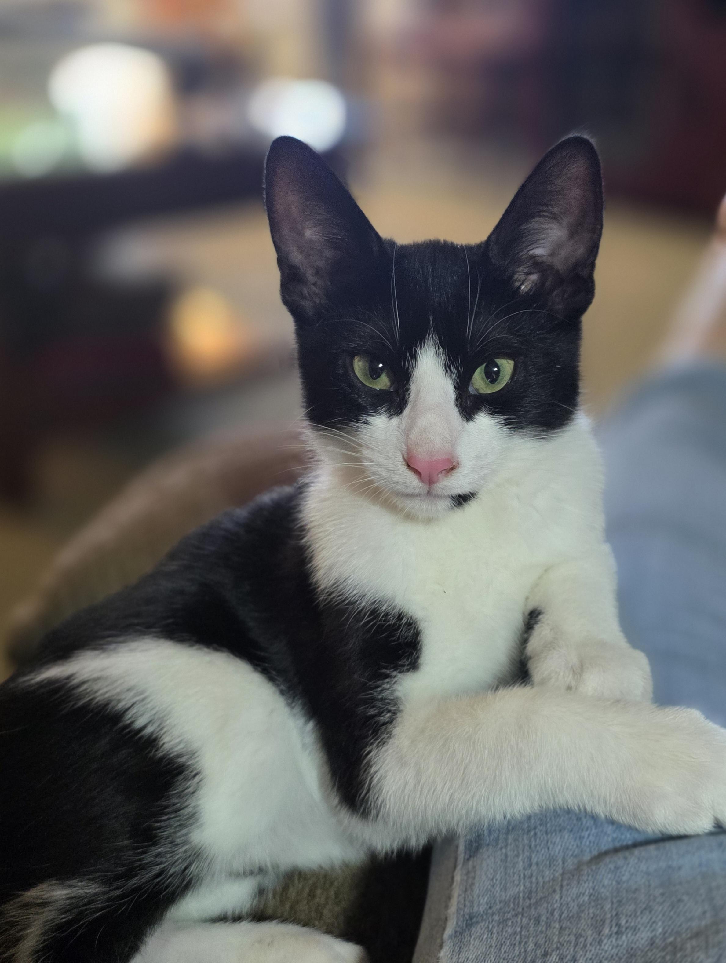 Wilson, Adopted, Kitten Male Tuxedo.