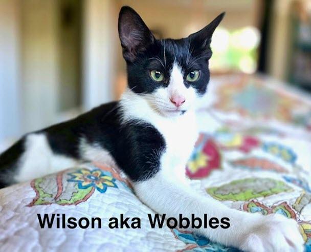 Enlarge Wilson, a Adopted Tuxedo in Tustin, CA image 2/5