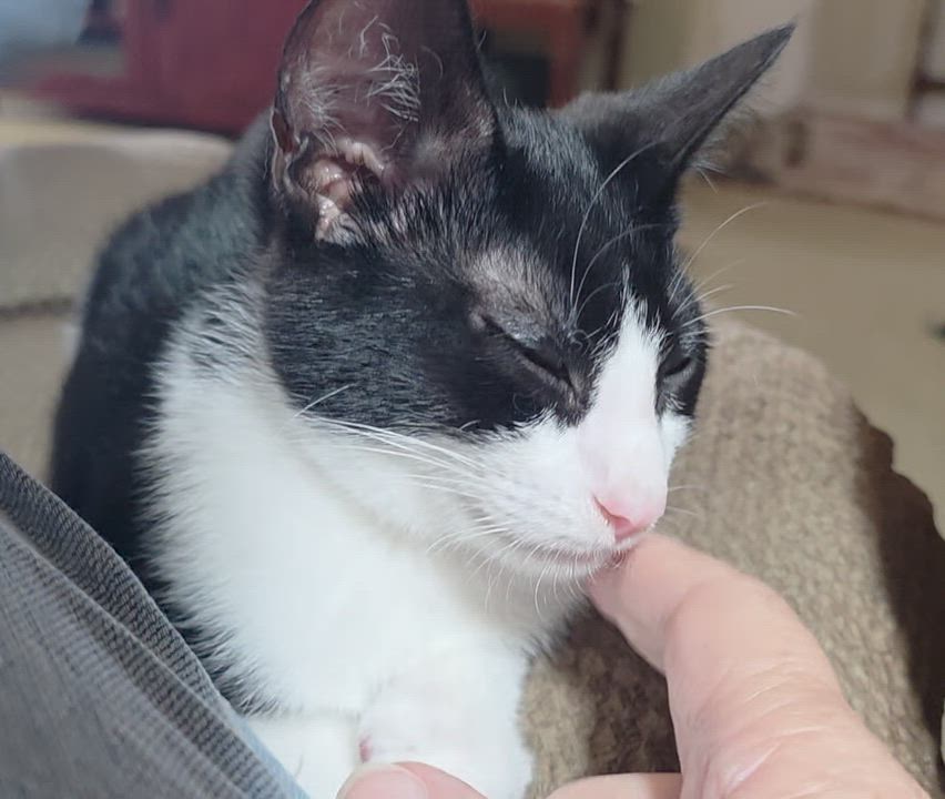 Enlarge Wilson, a Adopted Tuxedo in Tustin, CA video 3/5
