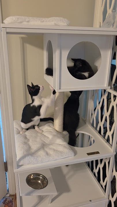 Enlarge Wilson, a Adopted Tuxedo in Tustin, CA video 4/5