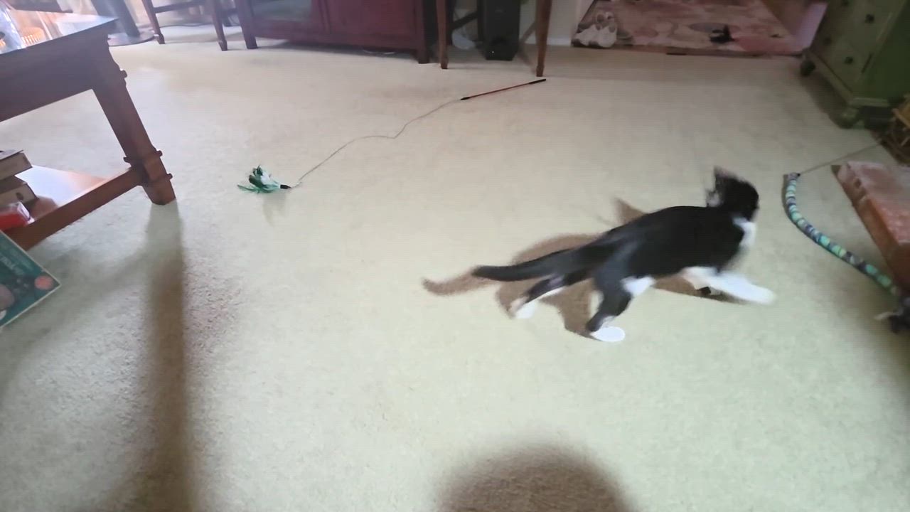 Enlarge Wilson, a Adopted Tuxedo in Tustin, CA video 5/5