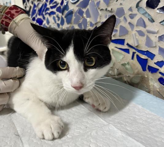 BANDIT, Adoptable, Young Male Domestic Short Hair.