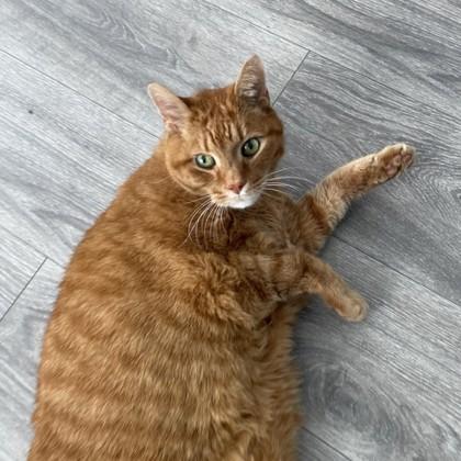 Kitty Boom Boom — thumbnail 2