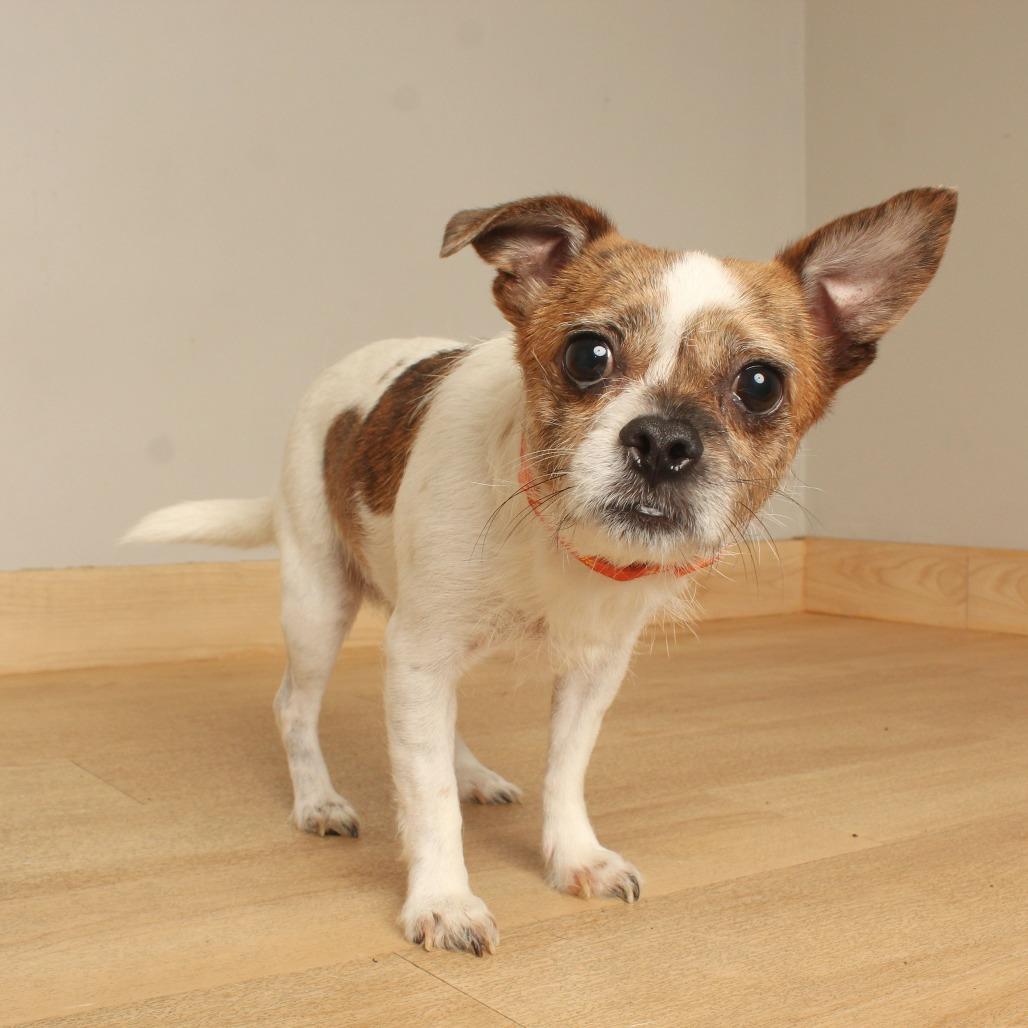 Enlarge Samson D71713, a Adoptable mixed breed in Minnetonka, MN image 2/5