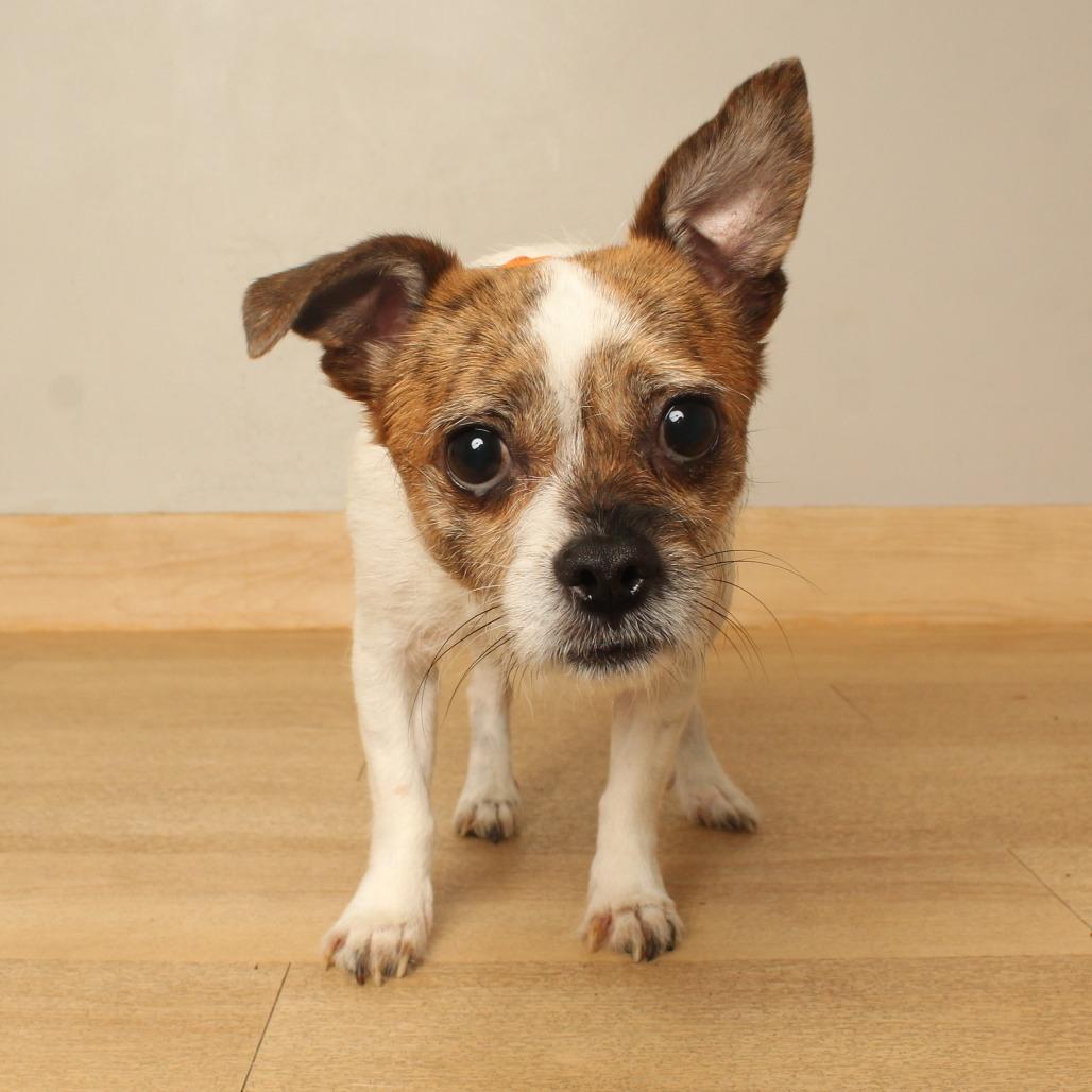 Enlarge Samson D71713, a Adoptable mixed breed in Minnetonka, MN image 3/5