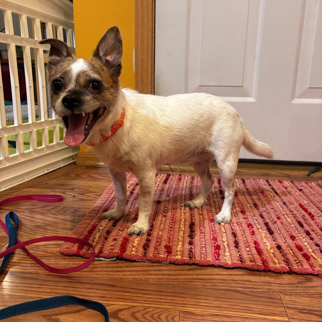 Enlarge Samson D71713, a Adoptable mixed breed in Minnetonka, MN image 4/5
