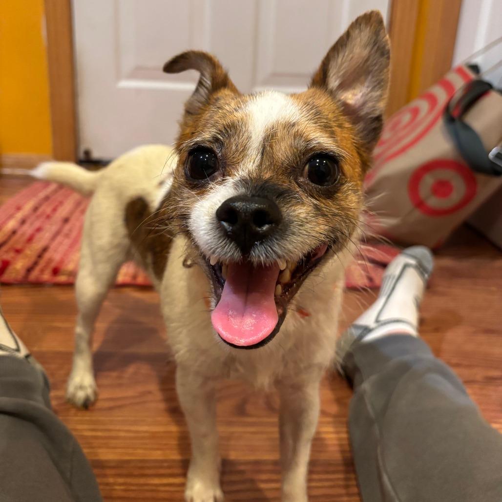 Enlarge Samson D71713, a Adoptable mixed breed in Minnetonka, MN image 5/5