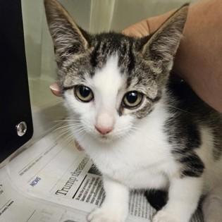 Enlarge Blinky, a Adopted Domestic Short Hair in Phoenixville, PA image 1/1