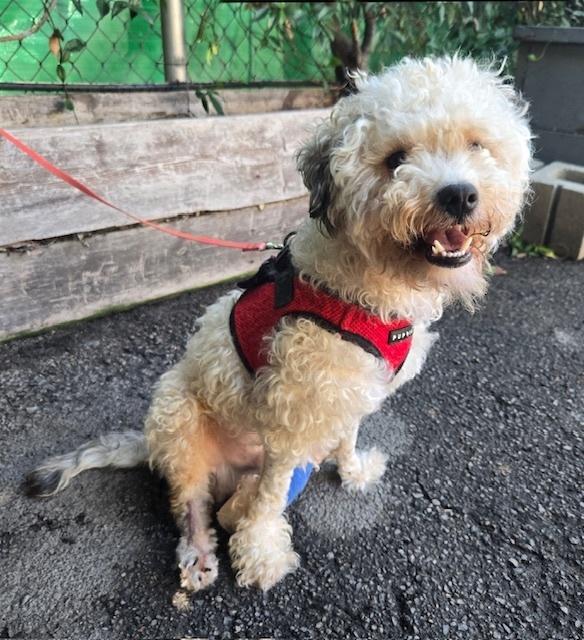 Enlarge Ozzy, a Adoptable Poodle in los angeles, CA image 2/2